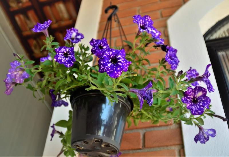 Petunija (Petunia x hybrida) - 10 najboljih vrsta visećeg cvijeća za vaše balkone